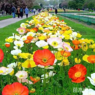 高度20厘米洒金珊瑚