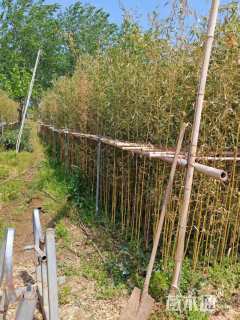 小杯苗金镶玉竹