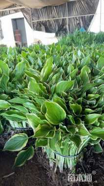 高度30厘米金边玉簪