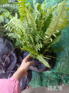 高度20厘米肾蕨