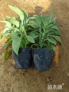 高度12厘米鼠尾草