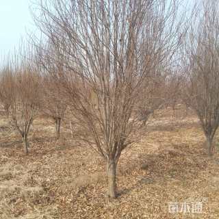 12公分龙柱碧桃