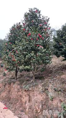 高度50厘米四季茶花