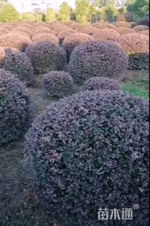 冠幅120厘米红花继木球