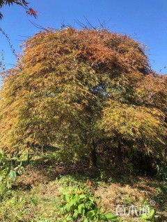 高度250厘米羽毛枫