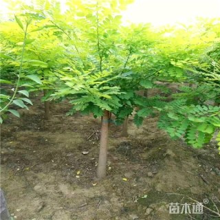 7公分金枝槐