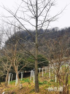 高度300厘米紫荆