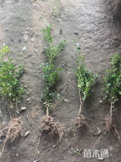 高度40厘米瓜子黄杨