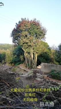 10公分无刺枸骨