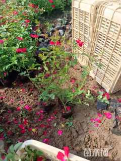 高度20厘米月季