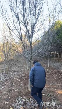 高度300厘米丁香