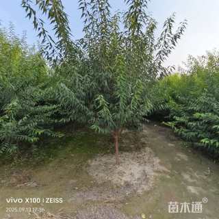 8公分山桃