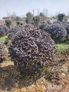 冠幅120厘米红花继木球