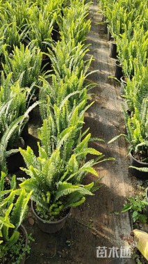 高度50厘米排骨草