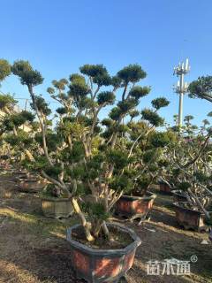 10公分造型小叶赤楠