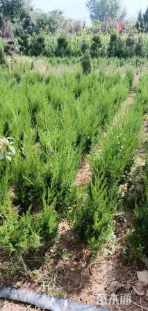 高度50厘米蜀桧