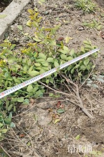 高度50厘米金森女贞