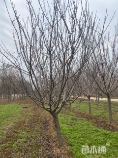 14公分日本晚樱