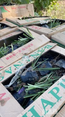 高度15厘米金边麦冬