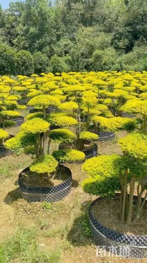 高度150厘米亮金女贞（亮晶女贞）