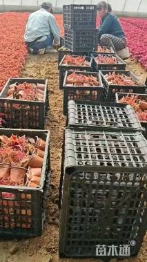 高度30厘米彩叶草