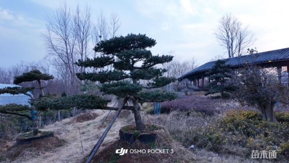 15公分造型五针松