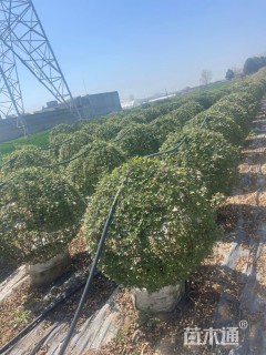 冠幅100厘米月季花球