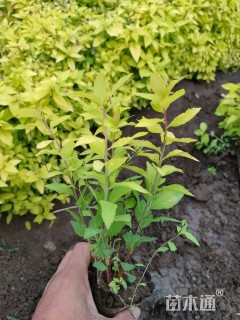 高度15厘米金山绣线菊