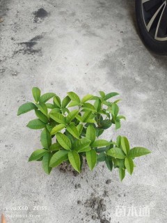 高度25厘米佛顶珠