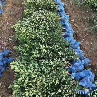 高度50厘米冬青卫矛