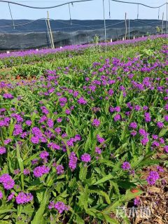 高度10厘米马鞭草