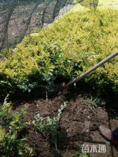 高度35厘米金森女贞