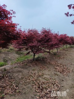7公分日本红枫