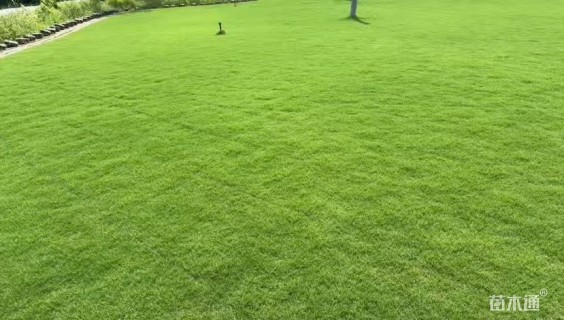 草卷状百慕大草