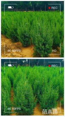 高度60厘米塔桧