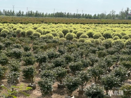 冠幅1.2厘米银姬小蜡球