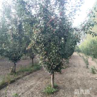 15公分绚丽海棠