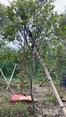 高度300厘米嘉宝果