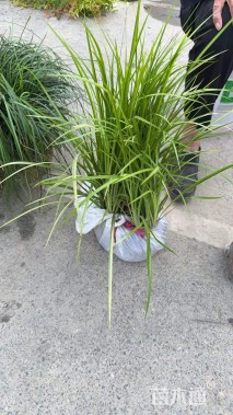 高度50厘米金叶石菖蒲