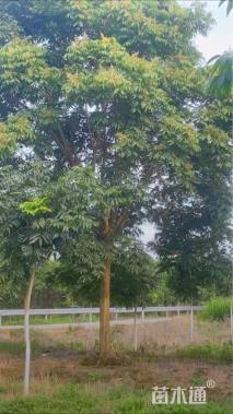 18公分高杆樱花