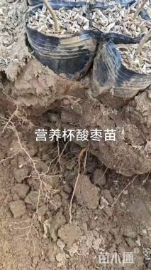 高度25厘米酸枣