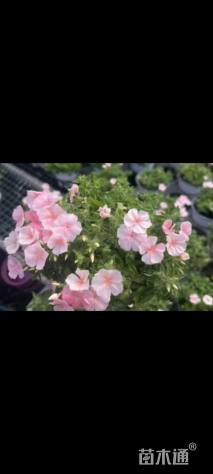 高度10厘米福禄考