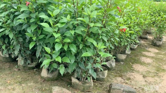 高度120厘米大红花