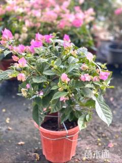 高度30厘米云南紫