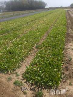 高度15厘米玉簪