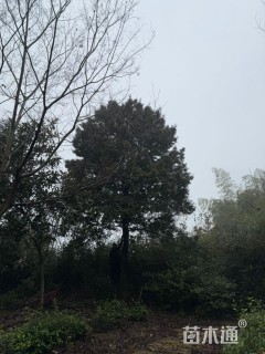 30公分红果冬青