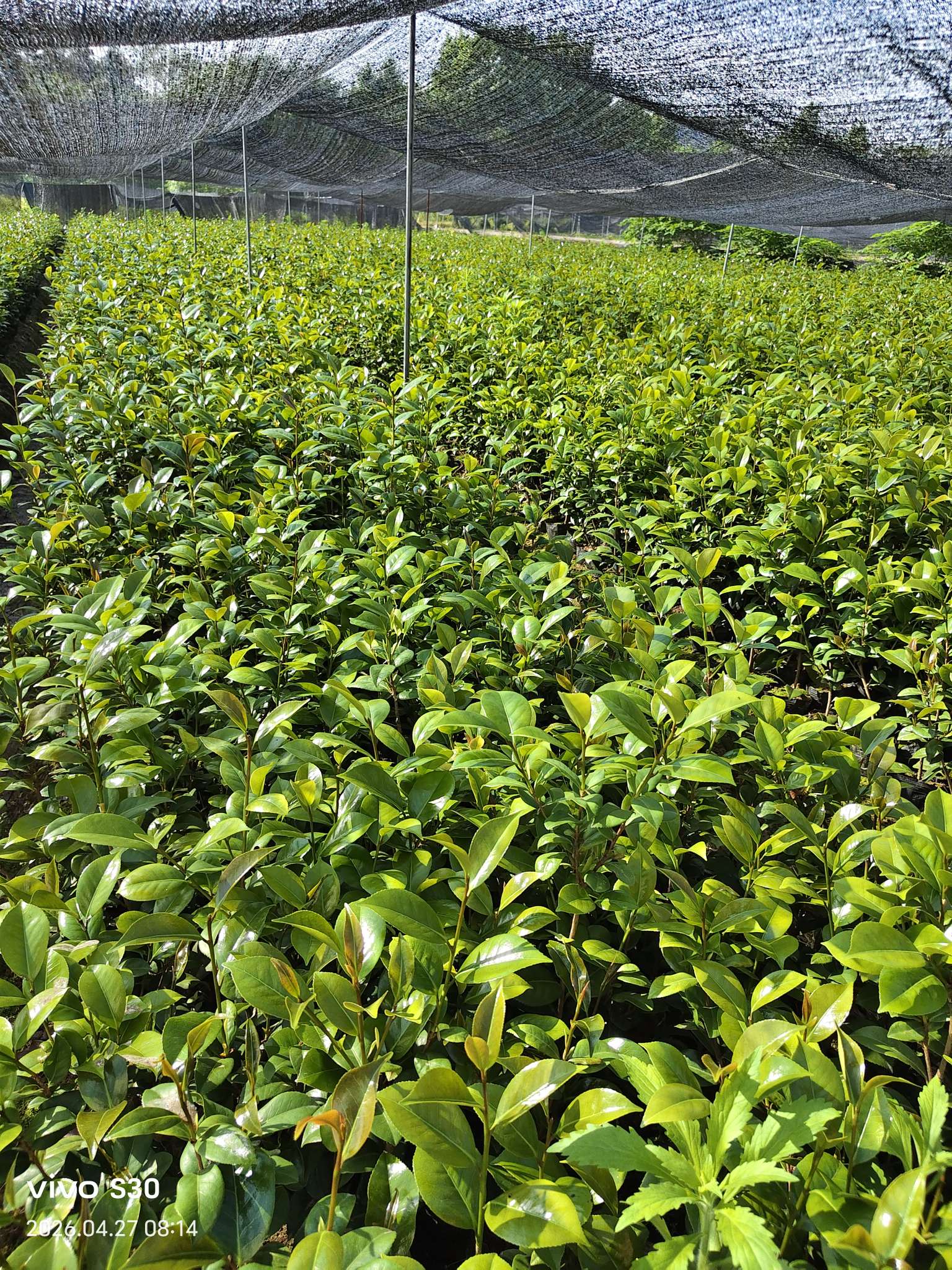 高度30厘米茶花
