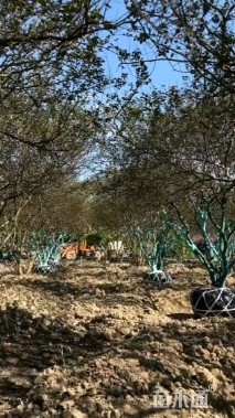 高度350厘米丛生小叶紫薇