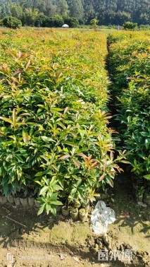 木荷