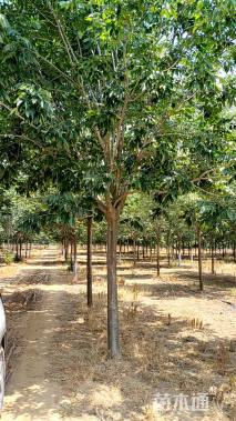 10公分秋紫白蜡